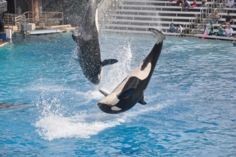 Are Orcas that are birthed in SeaWorlds care born into life of safety or a life of performing? Image received from Unsplash.