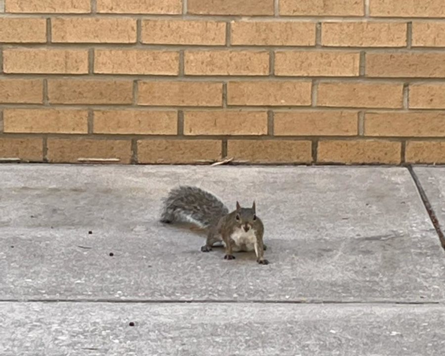 One instance of UCFs
sacred squirrel, either hated or loved by UCF residents without a clear explanation as to why.