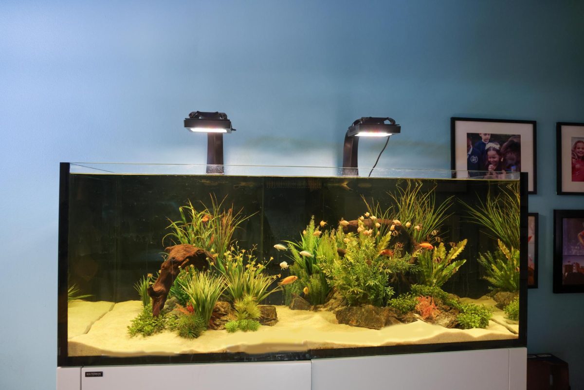 The fish tank located in Grace Center was donated by Waterbox Aquariums. Scholars and staff pass it each day on the way to the cafe. 